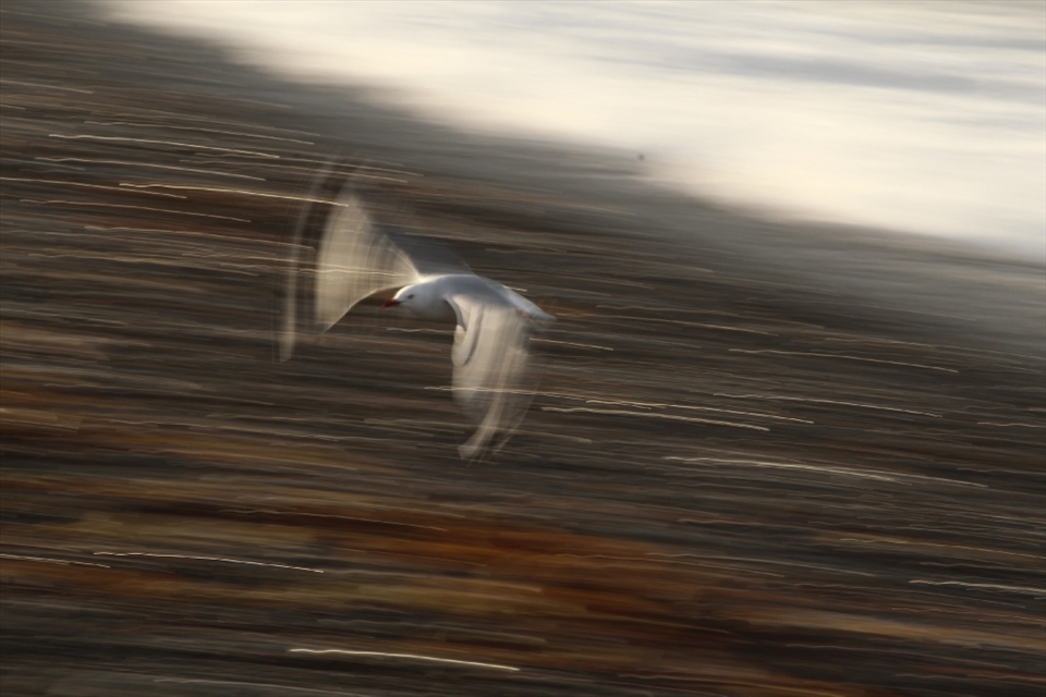 A seagull’s movements are captured through time exposure to create a creative image with crisp golden highlights of the stones and seaweed. Clearly visible is the face of the seagull, determination on its face (an emotion similar to that of any traveller.)  – Kiakoura, New Zealand