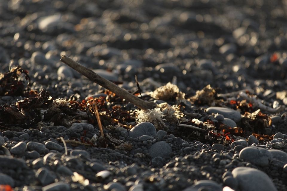 The washed up seaweed and driftwood light up as the last rays of the evening shine on the shore.  Similar to the last few moments the traveller and the birds have in this destination. – Kiakoura, New Zealand