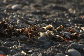 The washed up seaweed and driftwood light up as the last rays of the evening shine on the shore.  Similar to the last few moments the traveller and the birds have in this destination. – Kiakoura, New Zealand: by taigentrips, Views[679]