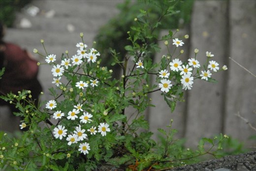 its the only time when there is fresh air and flowers are booming on there peak