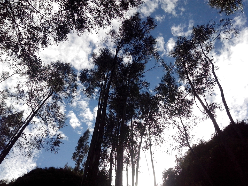 Finally we made it, the eucalyptus valley.