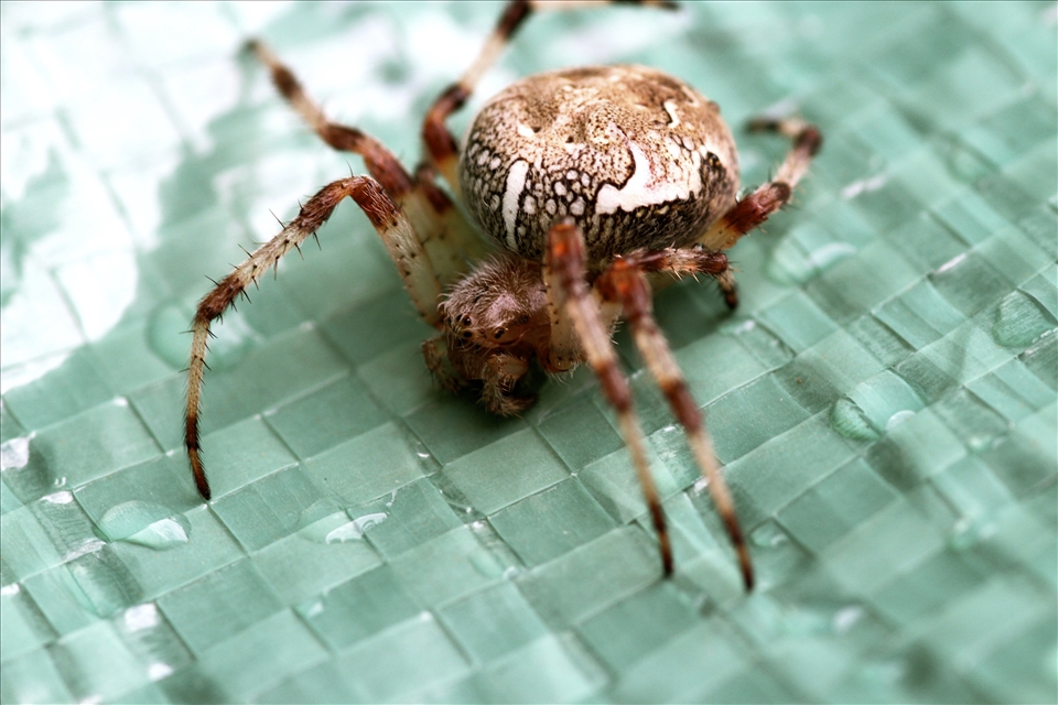 Macro Shot of a Spider