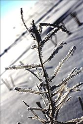 Winter: by talissa, Views[199]