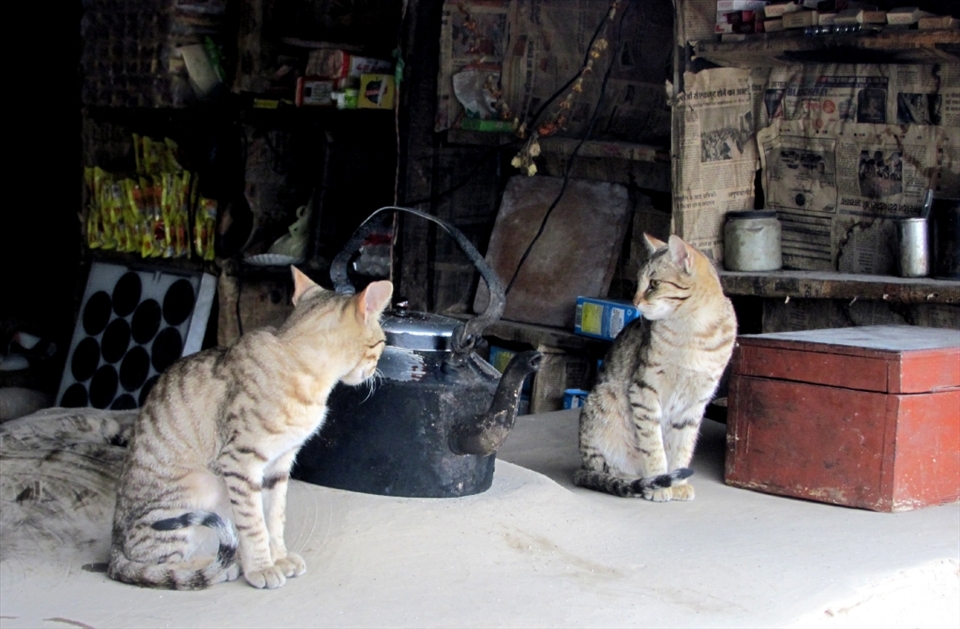 on high altitudes,life is precious.living beings try to live in harmony with each other.One such moment i captured through my lens.In the himalayas at an altitude of 11000 feets.