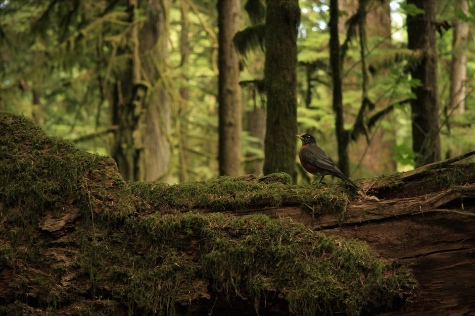 Robin in the Cathedral Forest