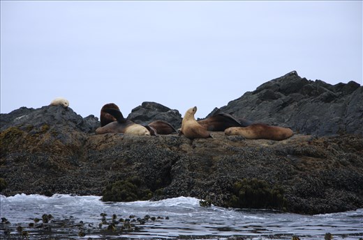 Seals off the coast