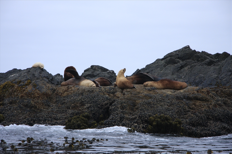Seals off the coast