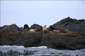 Seals off the coast: by talliegarey, Views[384]