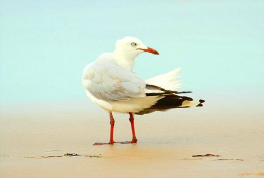 Windy day on the beach of Bribie, looking a bit blown away and watching for food
