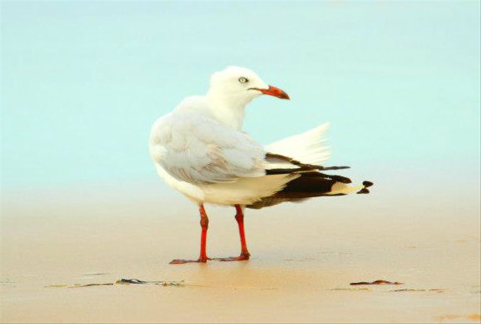 Windy day on the beach of Bribie, looking a bit blown away and watching for food