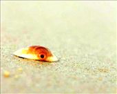 Bribie Island Beach, perfect beach for day trips with families.: by tam_17, Views[327]