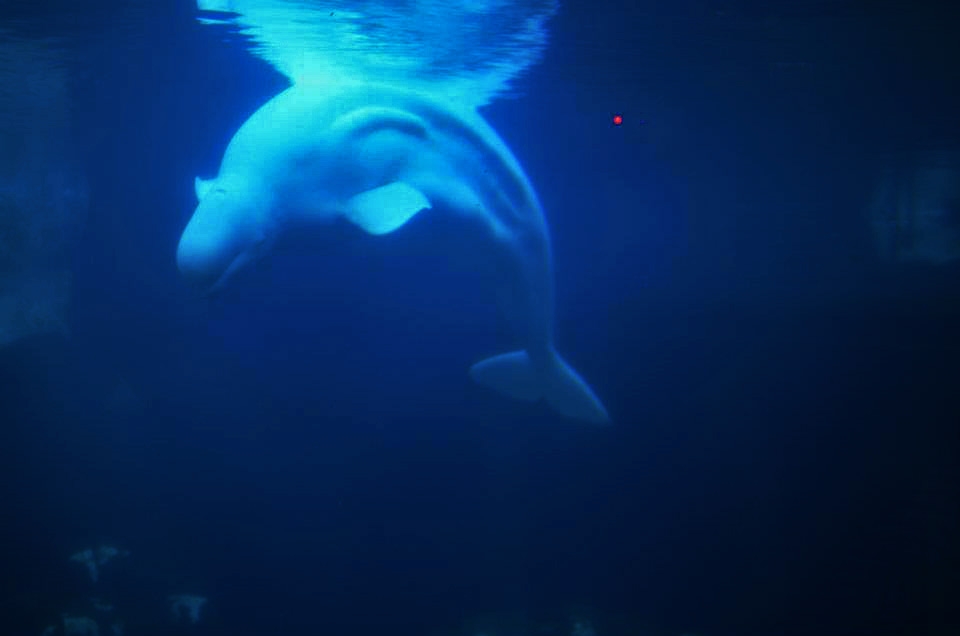 This photo was taken in the Wild Arctic exhibit at San Diego Seaworld, USA. This was the first time I had seen these beautiful whales and I instantly fell in love with their fluorescent glow and smiling faces 