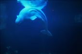 This photo was taken in the Wild Arctic exhibit at San Diego Seaworld, USA. This was the first time I had seen these beautiful whales and I instantly fell in love with their fluorescent glow and smiling faces : by tamarmalade, Views[279]