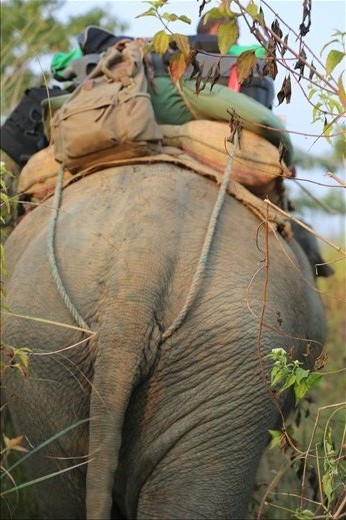 Sweticali, a 8 year old female elephant, helping us carry our research equipment to the study site.