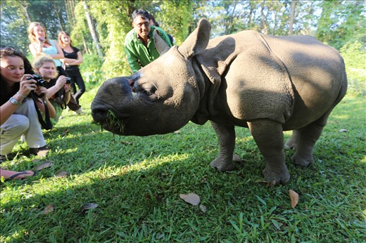 This Greater One  Horned Rhino calf was being rehabilitated from a suspected tiger attack