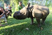 This Greater One  Horned Rhino calf was being rehabilitated from a suspected tiger attack: by tamitack, Views[762]