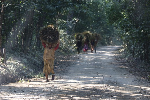 Local women collect hatch for their homes from the local forests in the buffer zones surrounding Chitwan National Park