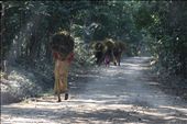 Local women collect hatch for their homes from the local forests in the buffer zones surrounding Chitwan National Park: by tamitack, Views[238]
