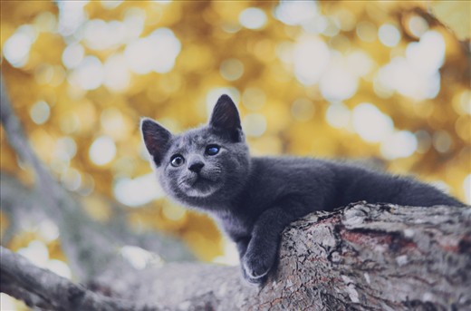 Stray cat on the farm