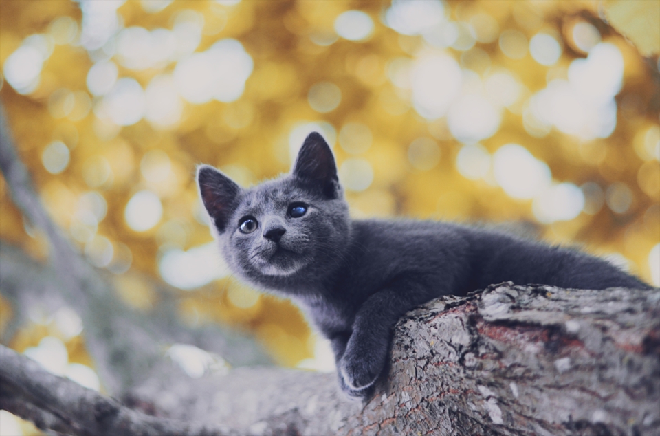 Stray cat on the farm