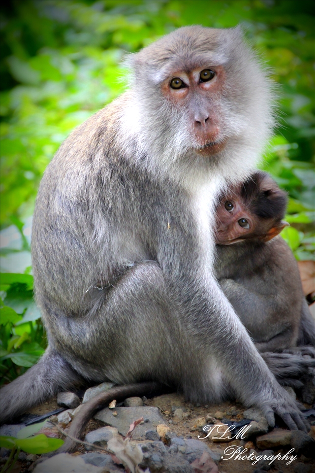 Wild about Protecting our Young