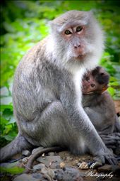 Wild about Protecting our Young: by tammydixon, Views[351]
