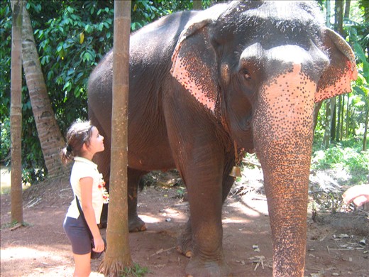 Up close with and elephant at Shakari Spice farm, Ponda GOA