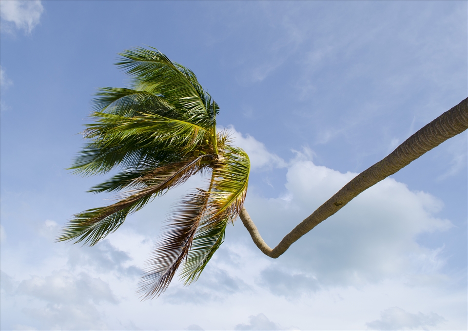 A Koh Samui Palm Tree bending to find the sunshine.