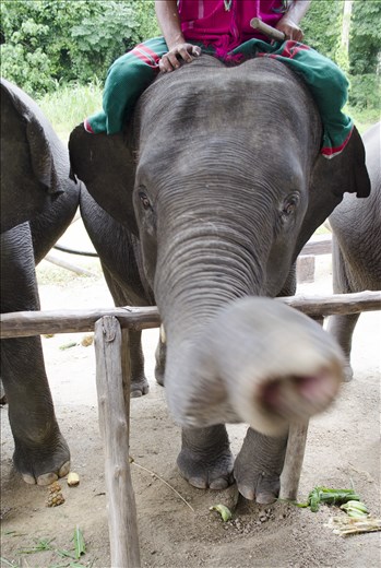 A friendly elephant interested in more than just the food I was feeding him.