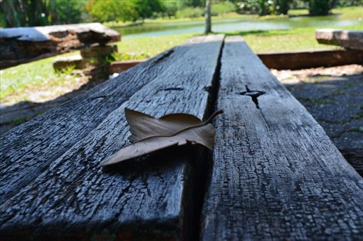 The Fallen Leaf.
No matter how greenish it have, someday, it will eventually wither, and buried on the ground. Just like a human being, we should be glad and cherish of every moment we have.Living in the moment,live your life high! 