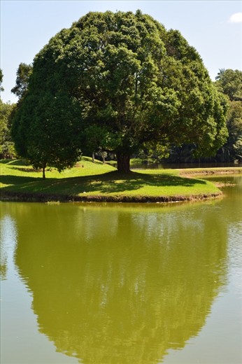 I was walking down the Taiping Lake Garden .It was a morning full of sunshine.Vivid light was slanting over the tree, I can feel the peaceful and quiet.The moment when I saw this tree, there is so many imagination popped out from my mind. Thinking of my soul mate, sitting with me under the tree, and talking something that we like.
