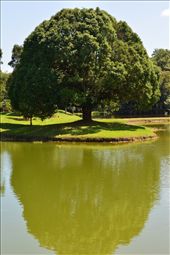 I was walking down the Taiping Lake Garden .It was a morning full of sunshine.Vivid light was slanting over the tree, I can feel the peaceful and quiet.The moment when I saw this tree, there is so many imagination popped out from my mind. Thinking of my soul mate, sitting with me under the tree, and talking something that we like.
: by tanpoikah, Views[440]