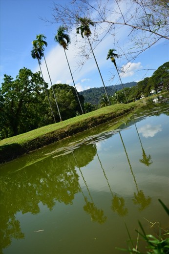 When I was walking along the Taiping Lake Garden, I saw  various type of tree and flower, but one of the least that I unexpected is these five coconut trees.They are very obvious compared to others. The first question that comes in my mind is: