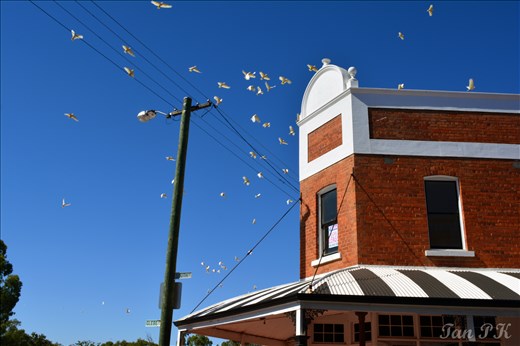 Parrots are everywhere around the York Town.