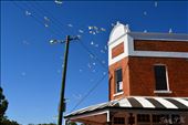 Parrots are everywhere around the York Town.: by tanpoikah, Views[235]