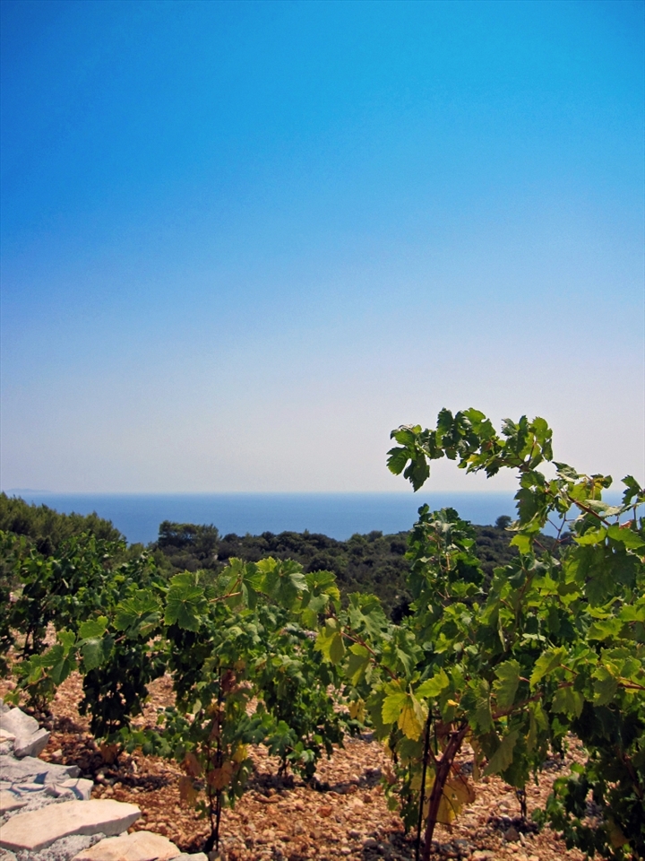 riding through a trail on the top of a mountain on an island in Croatia i wondered how they watered all the grapevines on the side of this hill.... the green of the leaves and the blue of the ocean and sky drew me in