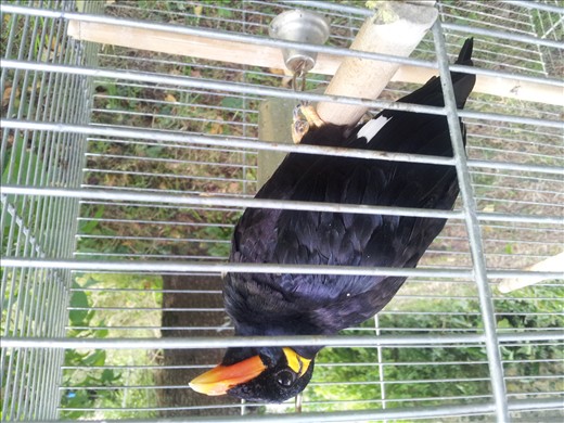 A Minor Bird at theB n B - Niort