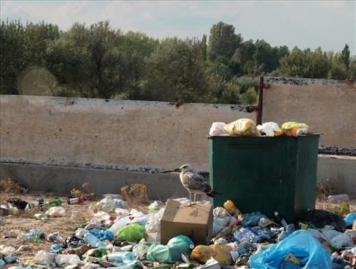 Unfortunately people don't appreciate the gems of nature that they have and destroy all the beauty and pureness of it. Only lonely seagull is trying to understand the reasons of such thoughtless behavior. This garbage was left by random occasional tourists that come here once in a while and we can just hope that it will be cleaned up one day...