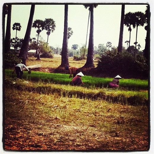 Rice fields in Krabai Real village Cambodia