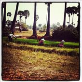 Rice fields in Krabai Real village Cambodia: by taylahjade1128, Views[210]