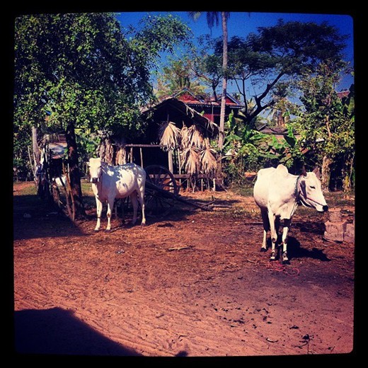 Cows baking in the Cambodian sun