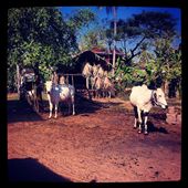 Cows baking in the Cambodian sun: by taylahjade1128, Views[332]