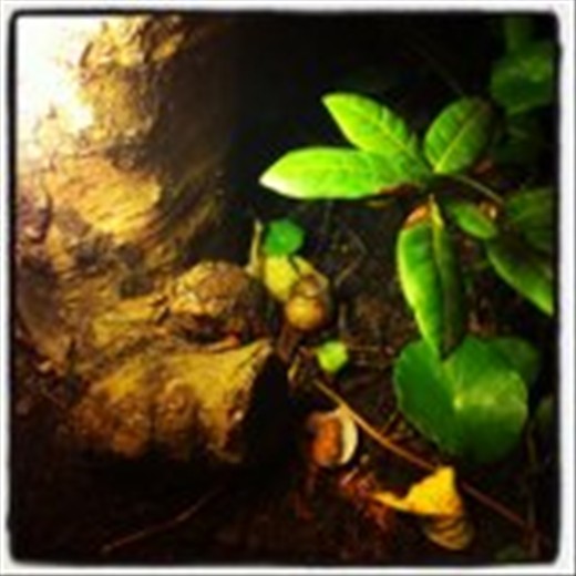 Spot the Frog, Cambodia friends