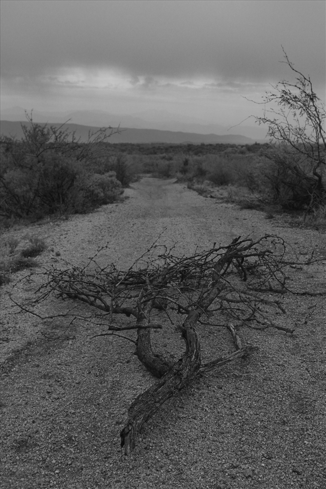 A mixture of snow and rain in the desert, this tree has seen it all. 