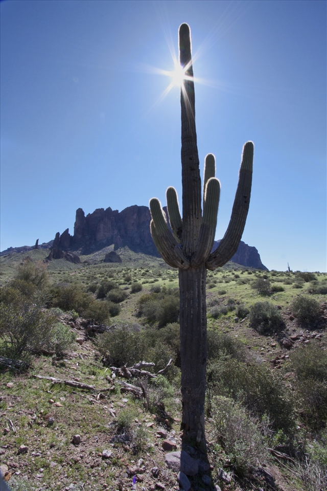 Warm spring day at the Lost Dutchman State park, AZ. 