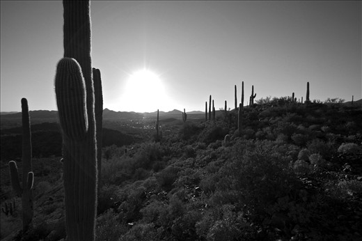 Picture perfect, a spread of cactus's amongst along the horizon. 