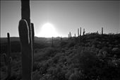 Picture perfect, a spread of cactus's amongst along the horizon. : by taylorburk, Views[388]