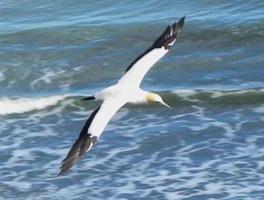 Gannet in flight