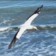 Gannet in flight: by taylortreks, Views[204]
