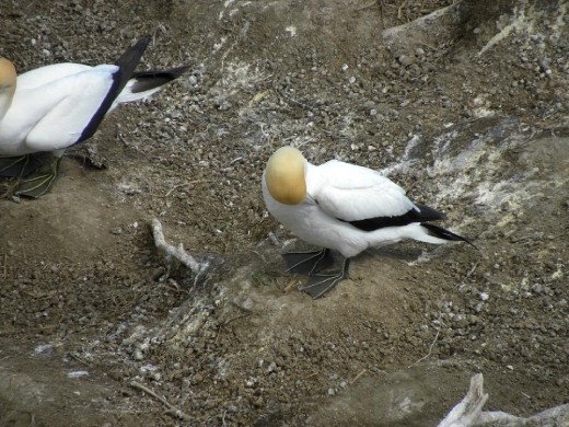 Gannets